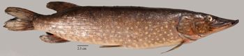 Media type: image;   Ichthyology 29327 Aspect: lateral